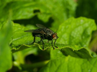 Fly (Sarcophaga carnaria) Macro of a fly on green leaf. Fly on green background