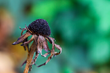Macro nature of dried up withered flower at end of life cycle. Coneflower in winter with blurred green background. Dublin, Ireland