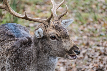 fallow deer in a reservation