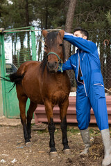 vertical portrait of young male rancher putting the reins on his mare's or horse's head (Equus ferus caballus)