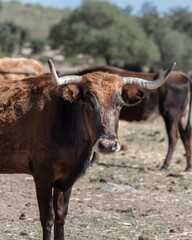 portrait of a redhead bull, utrero
