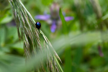 ladybird on the grass