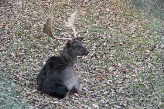 fallow deer in a reservation