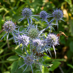Summer, plants in a natural park, the flowering period.