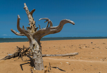 linda praia com areias escuras e tronco seco árvore