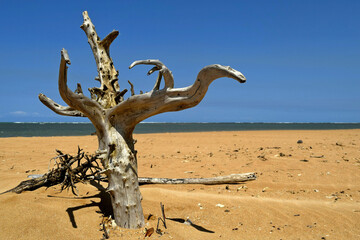 linda praia com areias escuras e tronco seco de árvore