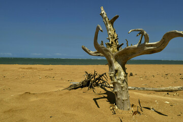 linda praia com areias escuras e tronco seco de árvore