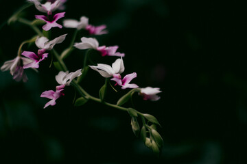 Kwiaty, tropikalne rośliny, palmiarnia