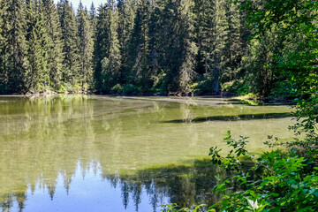 Flims, Lag Prau Tuleritg, Lag Tuleritg, Bergsee, Graub&uuml;nden, Flimser Wald, Prau Pult&eacute; Bach, Caumasee, See, Wanderweg, Waldweg, Tannenwald, Rheinschlucht, Sommer, Alpen, Schweiz