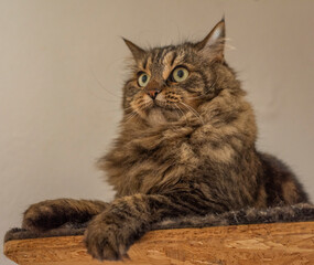 Naklejka na ściany i meble Tabby brown gray cat with long ears and green eyes
