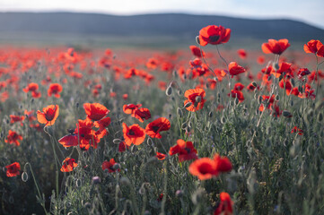 Fototapeta na wymiar Red poppies close-up on an endless field with beautiful sunlight.