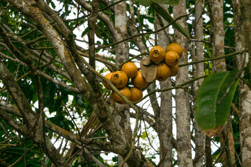 foto de fruta amarela conhecida como nêspera