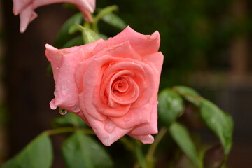 pink rose with water drops