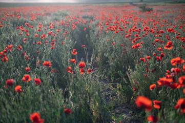 Fototapeta premium Red poppies close-up on an endless field with beautiful sunlight.