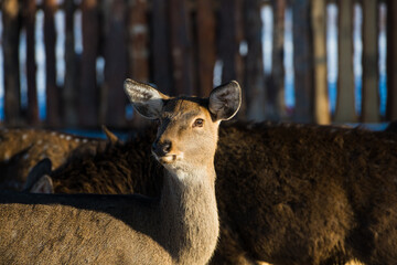 Spotted deer on an animal farm in winter