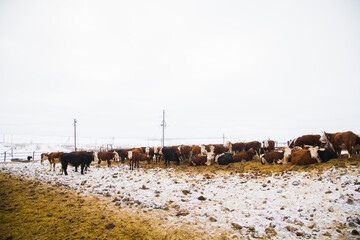 Cows and calves on a livestock farm in winter