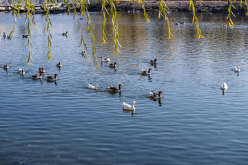 Domestic geese swim in the river. A flock of domestic geese on the river on a hot sunny summer day.