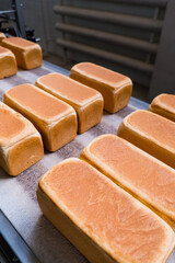 Loafs of bread in a bakery on an automated conveyor belt