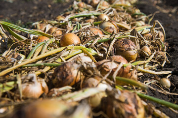 Field with onions for harvest