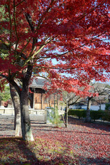 Naklejka premium 秋の金戒光明寺 境内の紅葉 京都市左京区黒谷