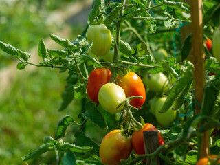 tomatoes ripen in the bed
