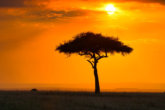 African sunset in the savannah of the Maasai Mara