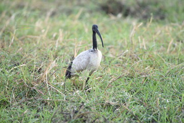 grey crowned crane