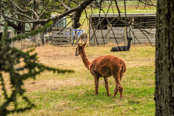 Observing guarded house llamas in an aviary in Australia, Victoria.
