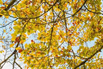 Rami pieni di foglie autunnali