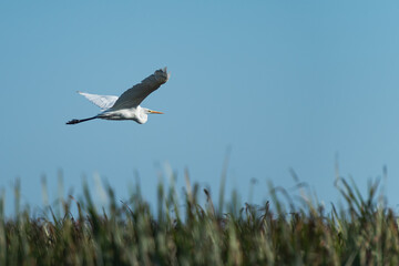 Fototapeta na wymiar Big white egret (Ardea Alba) flying against the blue sky, in Danube Delta, Romania 
