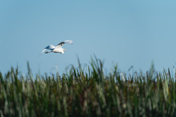 Big white egret (Ardea Alba) flying against the blue sky, in Danube Delta, Romania 