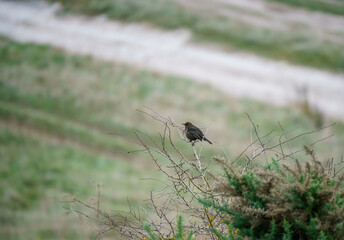 juvenile blackbird (turdus merula) sitting atop a hawthorn bush, Salisbury Plain Wiltshire UK 