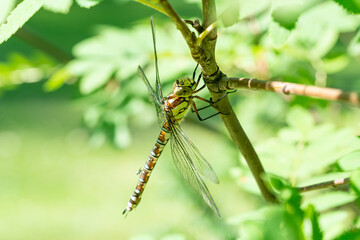 A southern hawker hanging on a branch