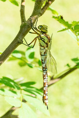 A southern hawker hanging on a branch