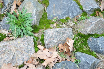 stone wall with green moss in the joints