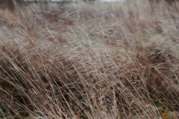 dry grass in the windy autumn field as natural textured background