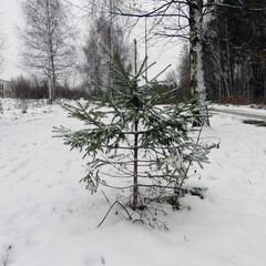 tree in snow
