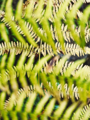 Green and yellow fern  in the forest shining on the warm sunset light. Fall landscape with ferns.