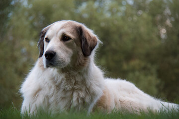 Beautiful soft Great Pyrenees guardian dog relaxing on a  sunny day in the green grass watching...