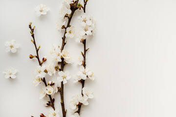 blossoming branches of plums on a white background