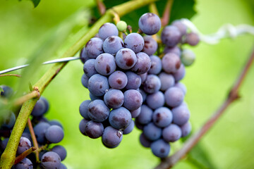 bunch of red grapes with leaves