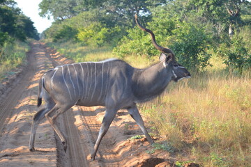 kudu in the savannah