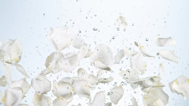 Super slow motion of flying rose petals on white background. Filmed on high speed cinema camera, 1000 fps.