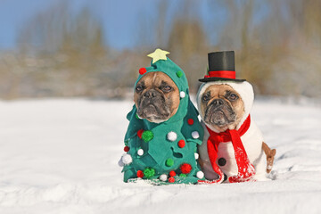 Funny dogs in Christmas costumes. Two French Bulldogs dresses up as Christmas tree and snowman in...
