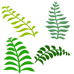 Fern leaf. Element of nature and the forest. Green bracken plant. Set of Flat cartoon illustration isolated on white