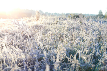 Close-up of beautiful frost on the grass and leaves frosty misty autumn morning