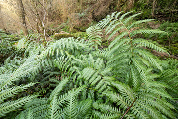 Woodwardia radicans. Woodwardia. rare giant fern, originating from the Tertiary period.
