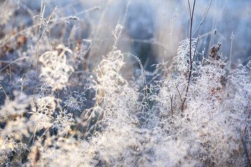 Close-up of beautiful frost on the grass and leaves frosty misty autumn morning