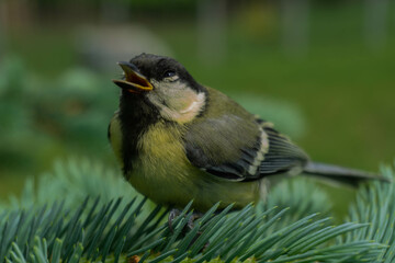 Yellow wagtail on a branch