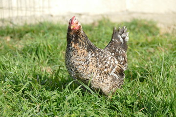 Small chicken